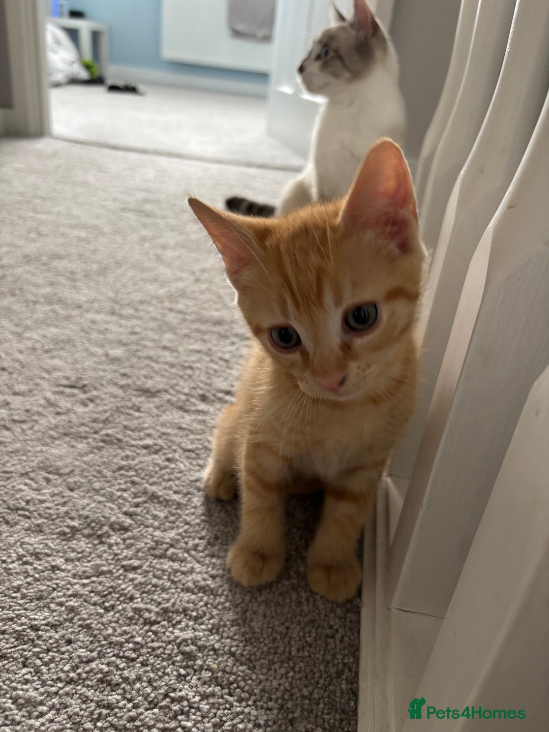 Domestic Shorthair cats for sale: 2 male kittens  - Image 2