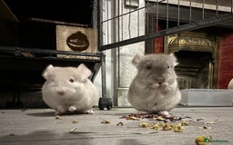 Chinchilla rodents for sale: Beige Male Chinchilla – From Beautiful Parents - Image 1