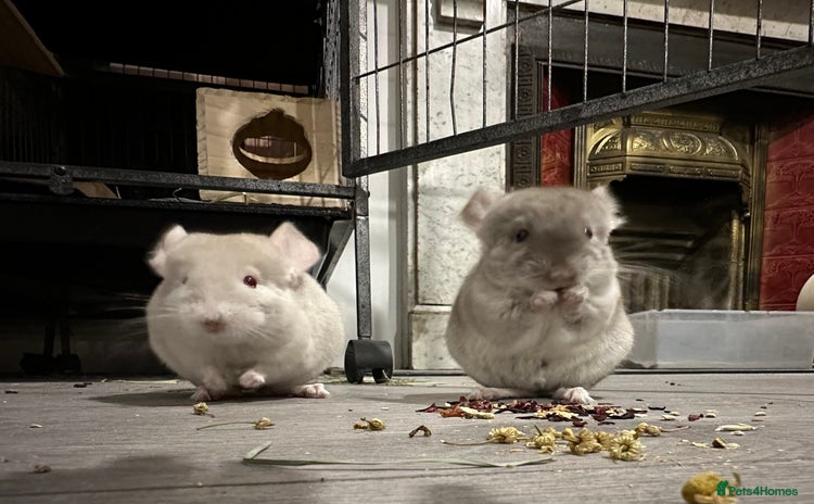 Chinchilla rodents - Advert 1