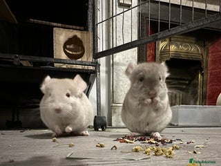 Chinchilla rodents - Advert 12