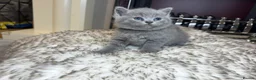 British Shorthair cats for sale: British shorthair kittens  - Advert 15