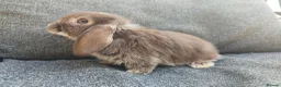 Mini Lop rabbits for sale: Stunning chocolate fox VM doe available  - Advert 2