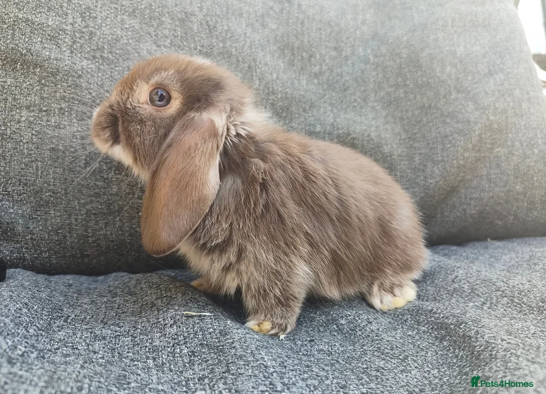 Mini Lop rabbits for sale: Stunning chocolate fox VM doe available  - Advert 2