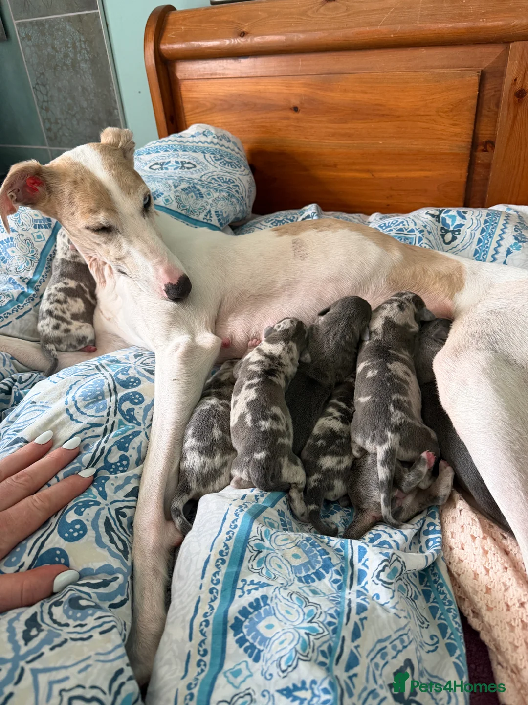 Mixed Breed dogs for sale: Italian Greyhound x Whippet puppys - Advert 1