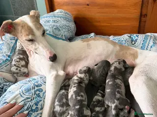 Mixed Breed dogs Italian Greyhound x Whippet puppys - Advert 2