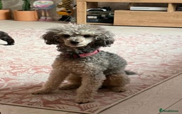 Toy Poodle dogs for sale: Toy poodle x chipoo male puppies - Advert 10