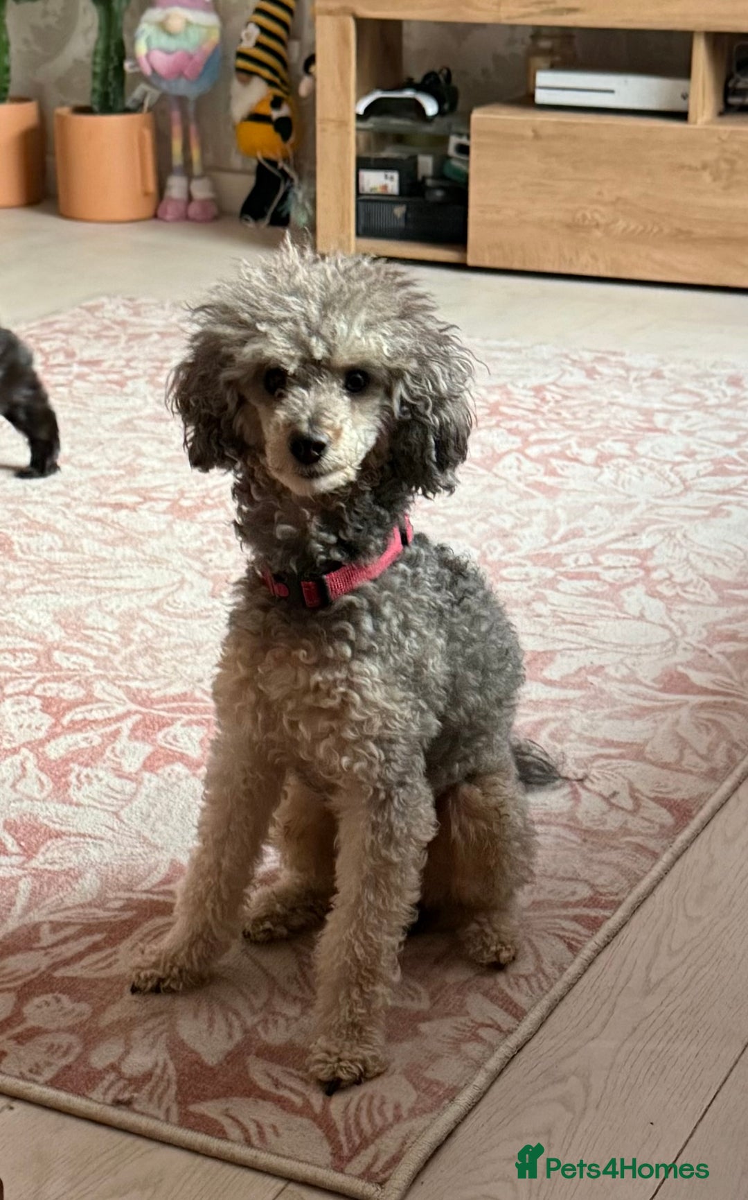 Toy Poodle dogs for sale: Toy poodle x chipoo male puppies - Advert 10