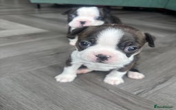 Boston Terrier dogs for sale: One stunning girl left !!! Ready to leave now !  - Image 13