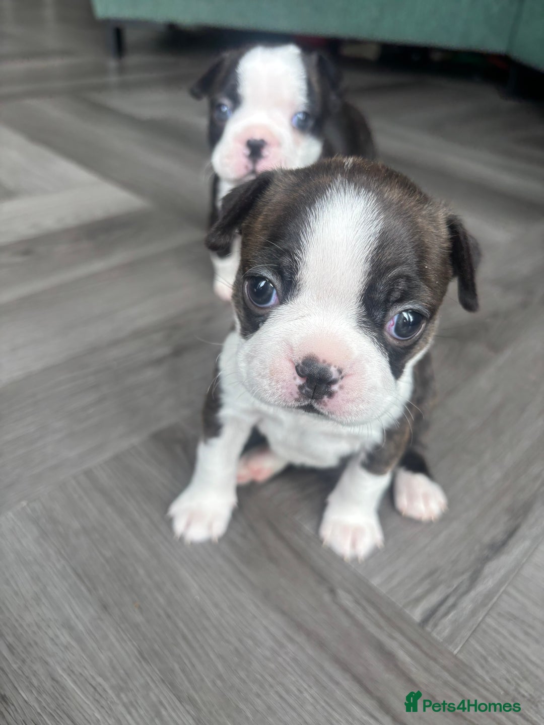 Boston Terrier dogs for sale: One stunning girl left !!! Ready to leave now !  - Image 13