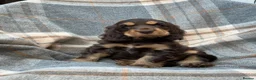 Cocker Spaniel dogs for sale: Adorable kc reg show cocker spanial  - Advert 1