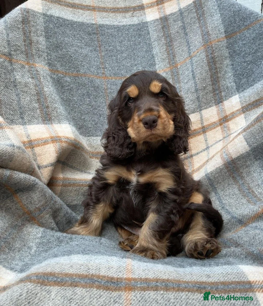 Cocker Spaniel dogs for sale: Adorable kc reg show cocker spanial  - Advert 1