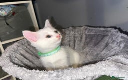 Turkish Angora cats for sale: Turkish Angora kittens - Image 5