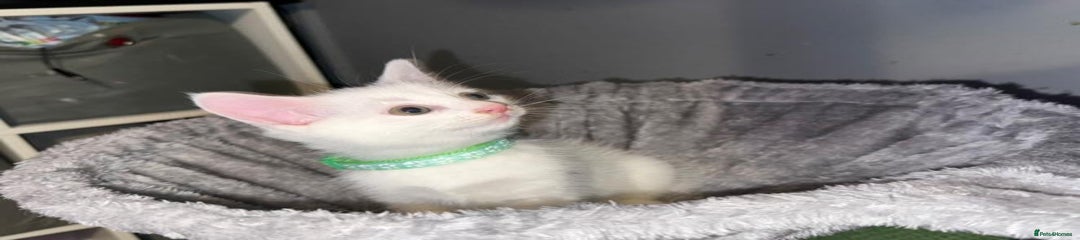 Turkish Angora Kitten 1