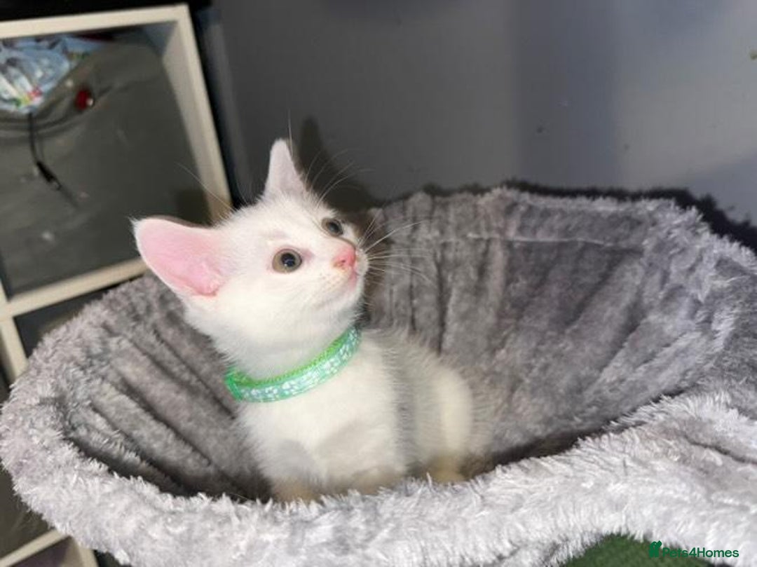Turkish Angora cats for sale: Turkish Angora kittens - Image 5
