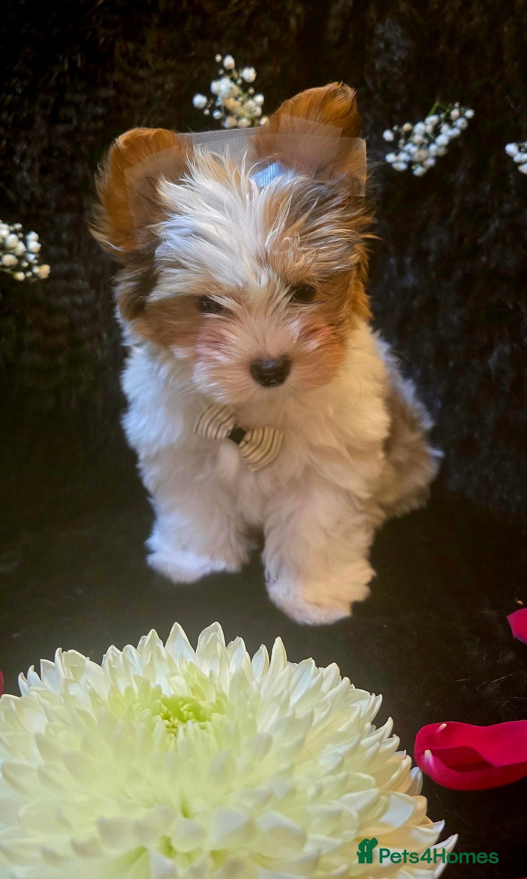 Yorkshire Terrier dogs for sale: Luxury Yorkshire Terrier Puppies/Home Raised/IHR   - Advert 11