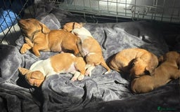 Chiweenie dogs for sale: 6 golden brown/whitecheweenies available  - Image 1