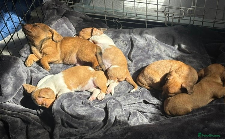 Chiweenie dogs - Advert 1