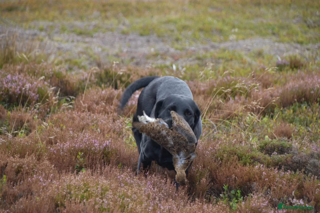 Labrador Retriever dogs for sale: Well Bred Working Labradors - Advert 18