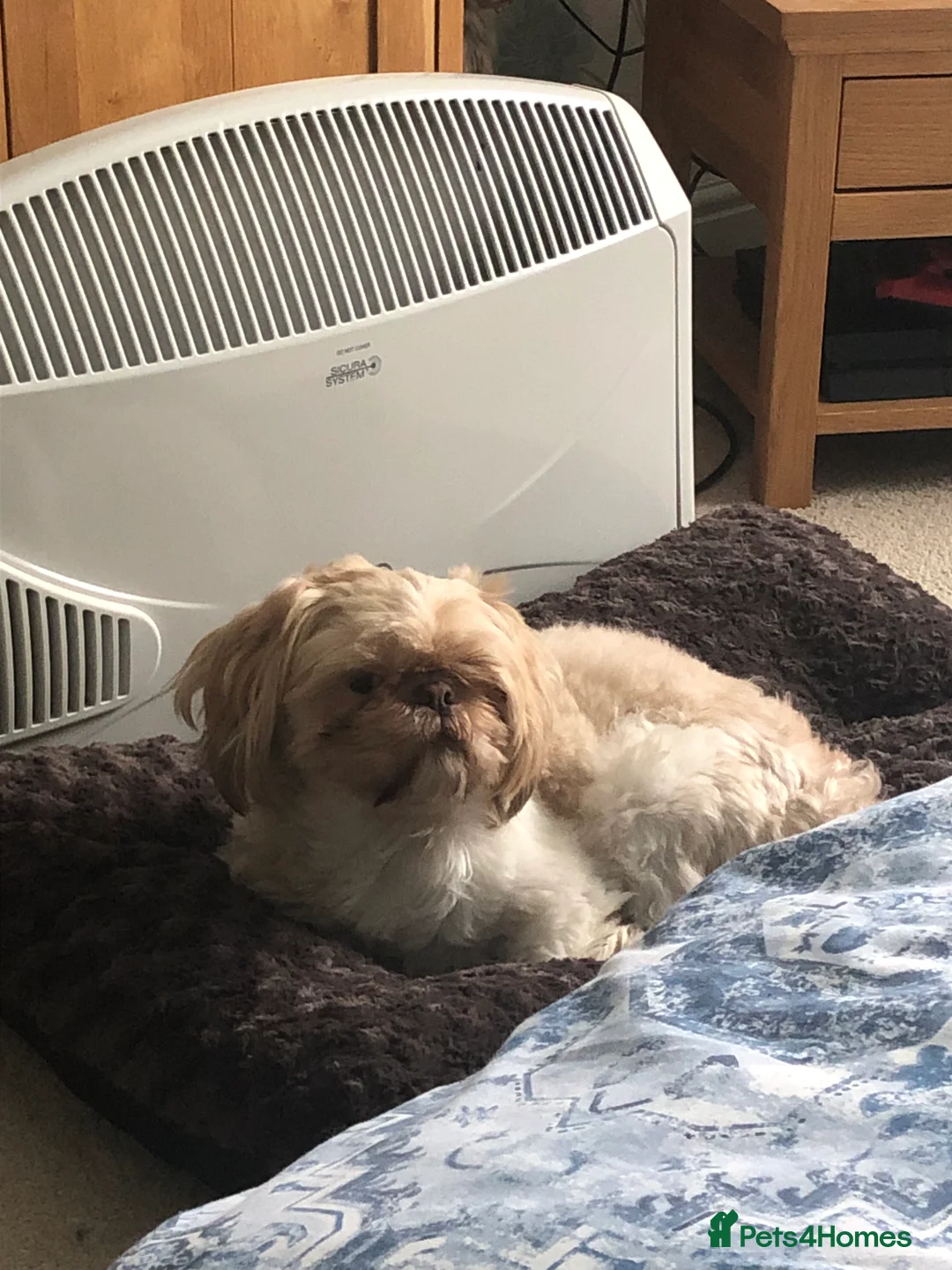 Shih Tzu dogs for stud: Pure breed male shih tzu stud  in Milton Keynes - Advert 8