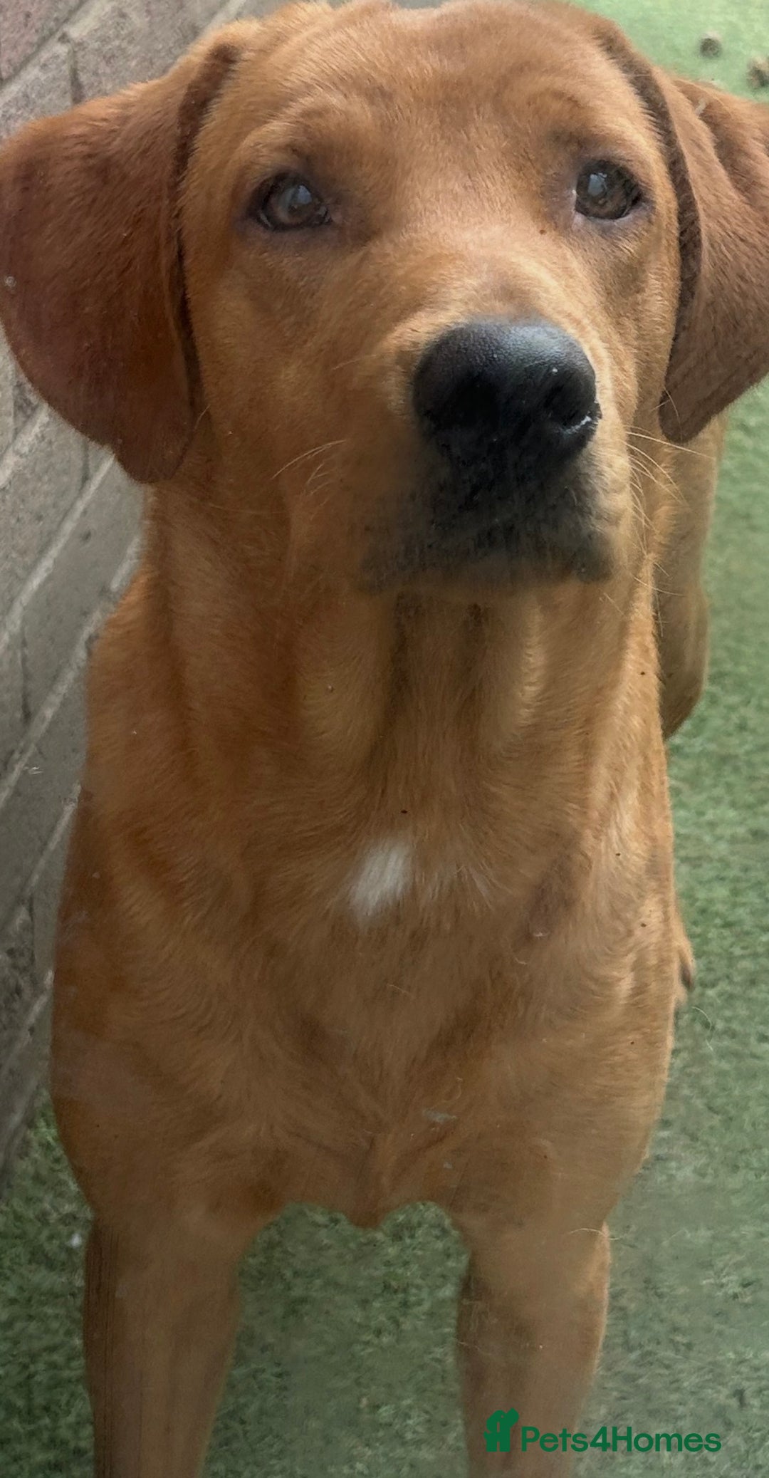 Labrador Retriever dogs for stud: PROVEN KC registered red Labrador  - Advert 4