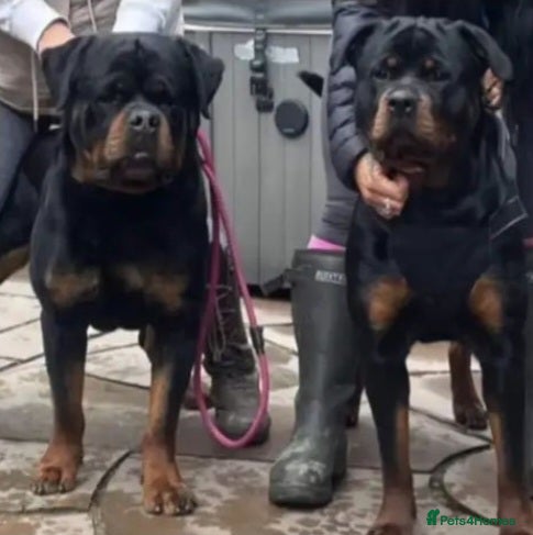 Rottweiler dogs Rottweiler pups  - Advert 2