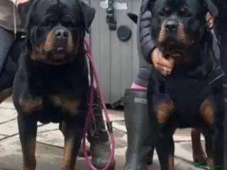 Rottweiler dogs Rottweiler pups - Advert 1