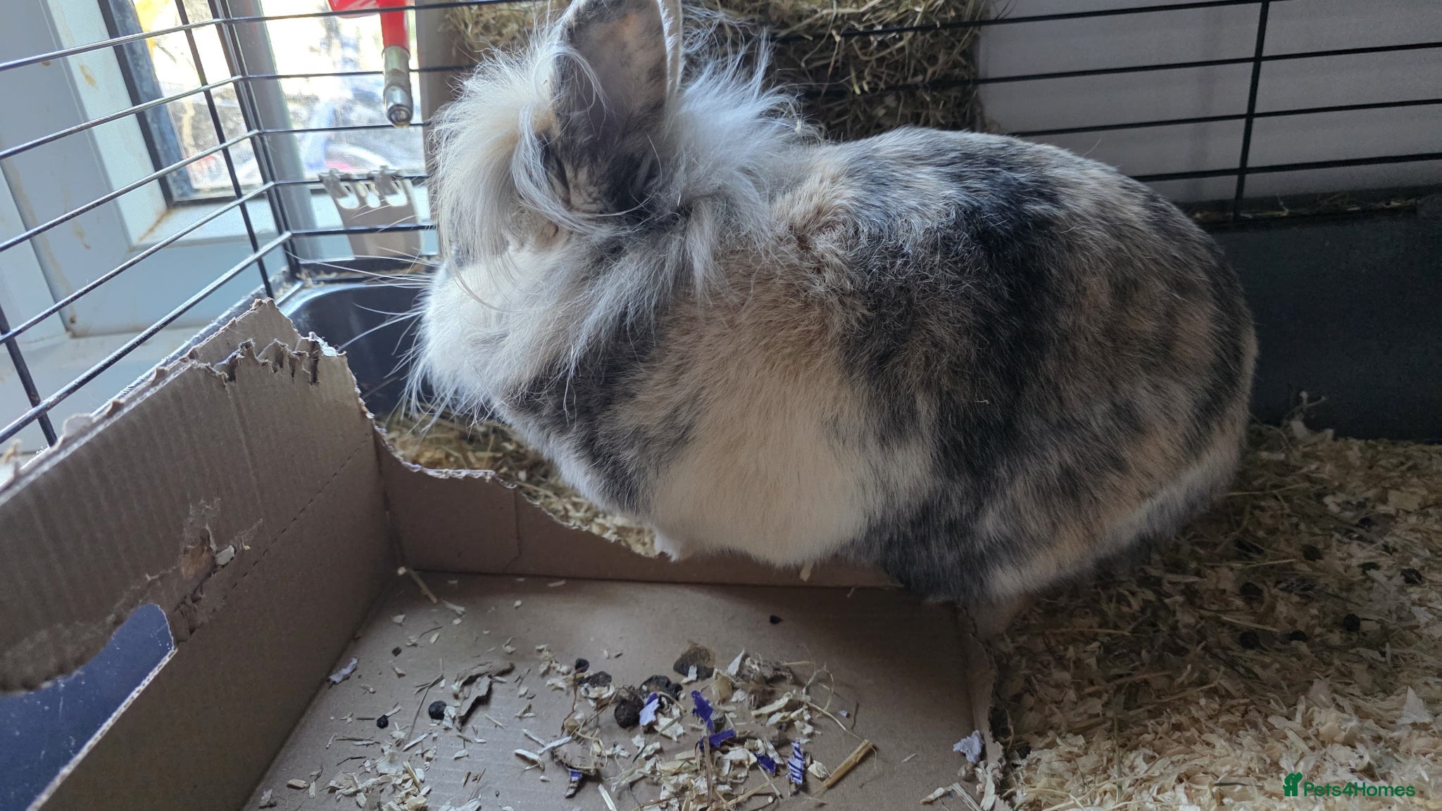 Mini Lion Lop rabbits 3 rabbits for sale £10 each PLEASE READ for info - Advert 2