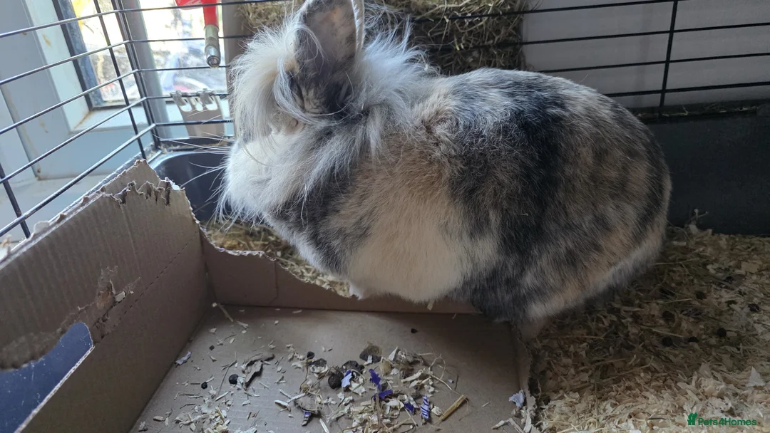 Mini Lion Lop rabbits for sale: 3 rabbits for sale £10 each PLEASE READ for info - Advert 2