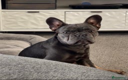 French Bulldog dogs for sale: 💙🐾French Bulldog for Sale🐾💙 - Image 1