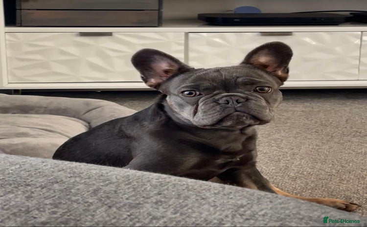 French Bulldog dogs - Advert 16