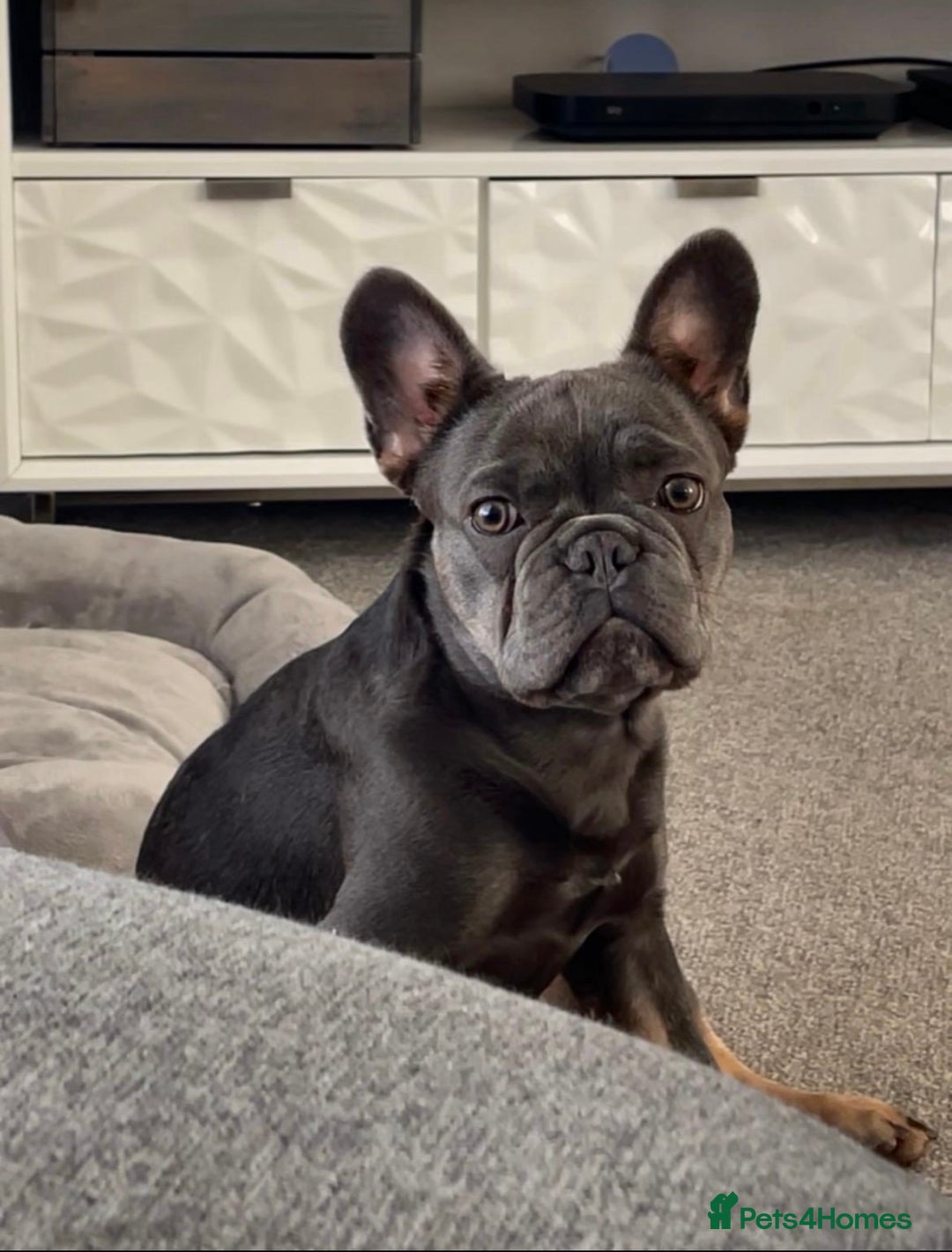 French Bulldog dogs for sale: 💙🐾French Bulldog for Sale🐾💙 - Image 1