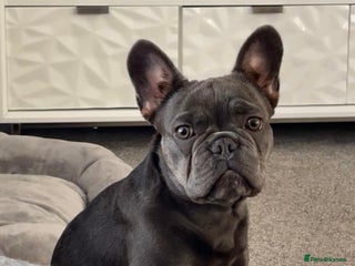 French Bulldog dogs - Advert 17