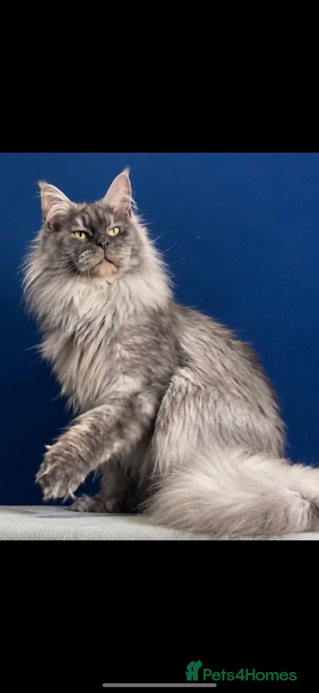 Maine Coon cats for sale: PURE RUSSIAN  MAINE COON KITTENS - Advert 2