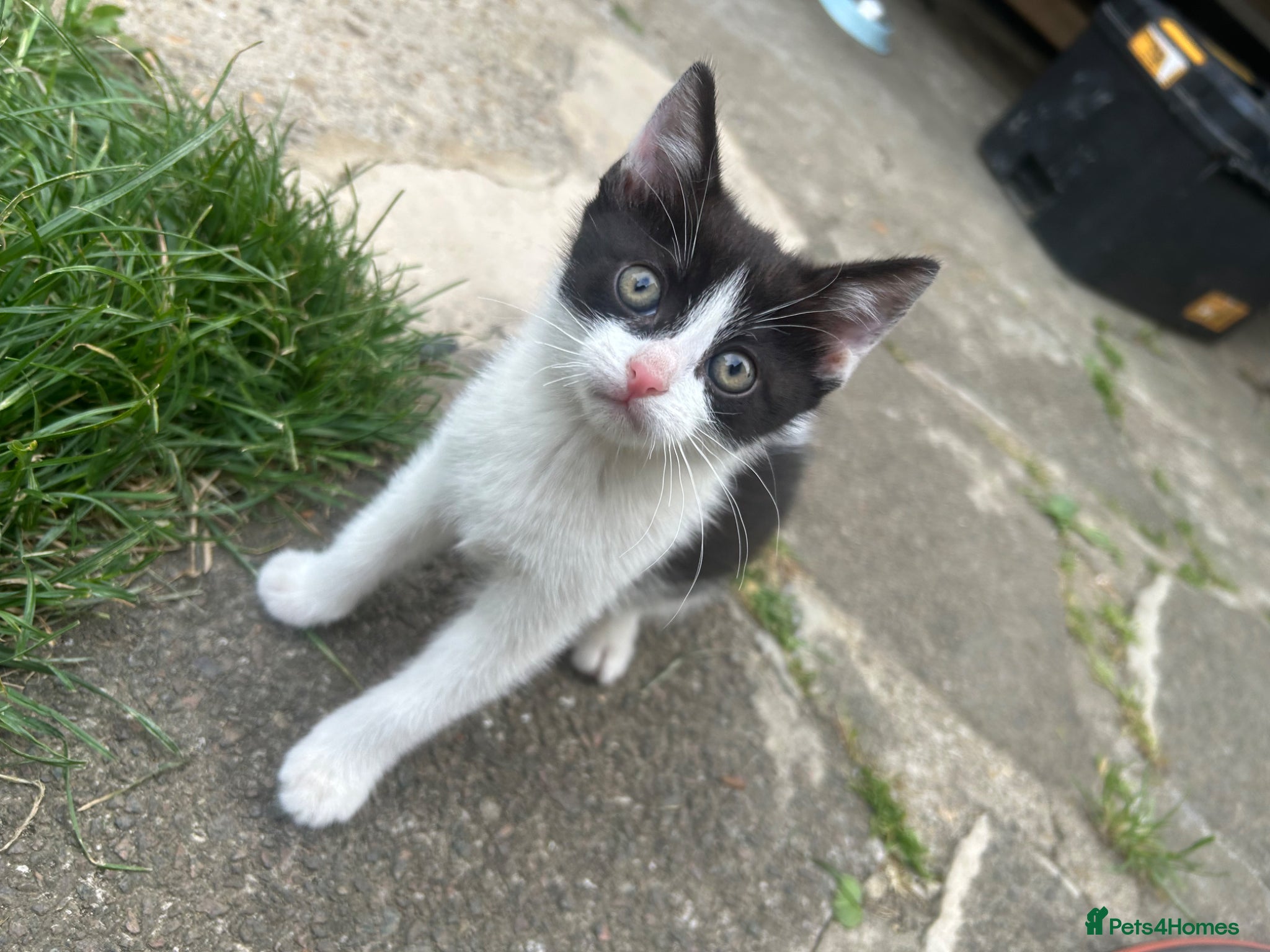 Mixed Breed cats for sale: Two cats❤️ in Wembley - Advert 9