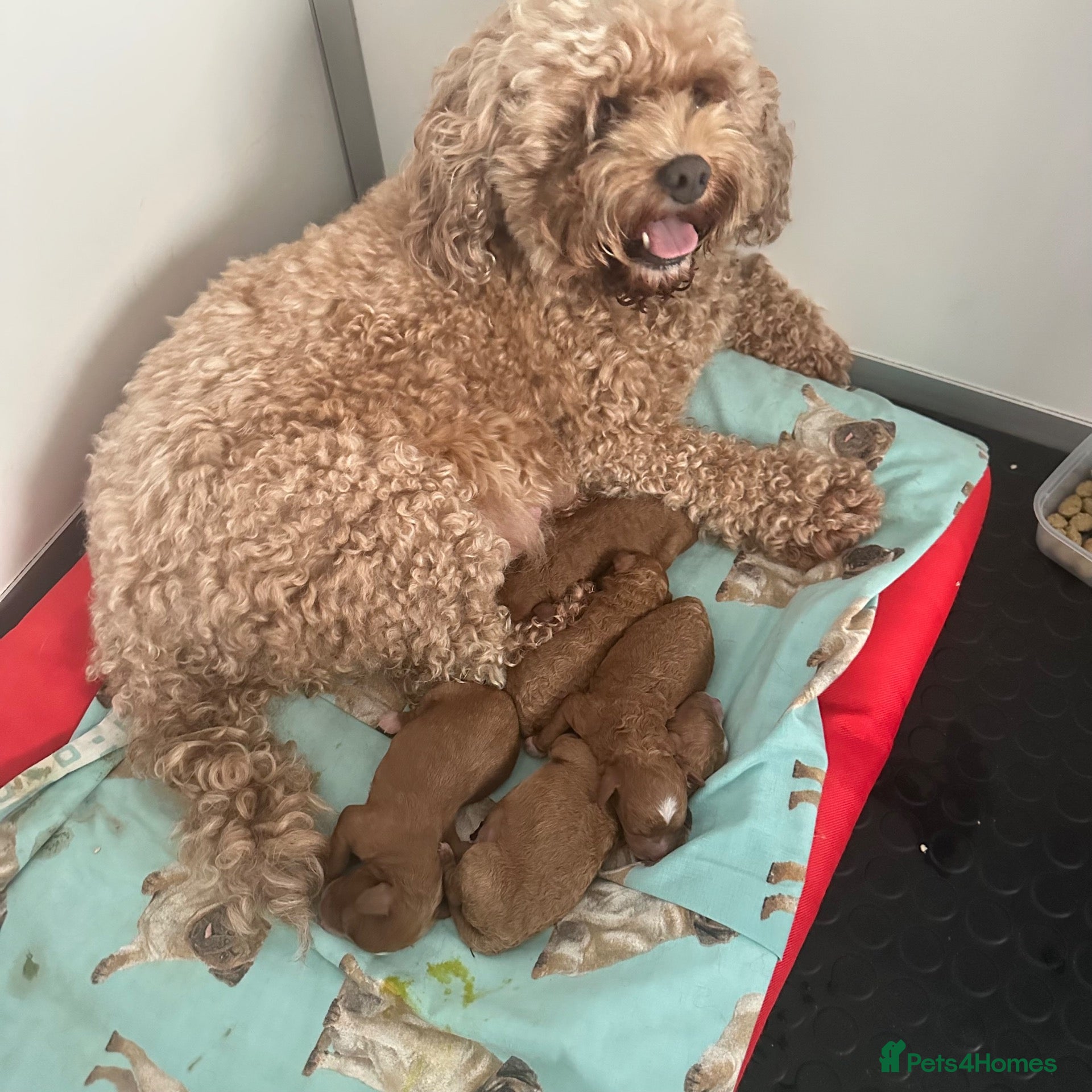 Cavapoo dogs Stunning  health tested Cavapoo puppies  - Advert 2