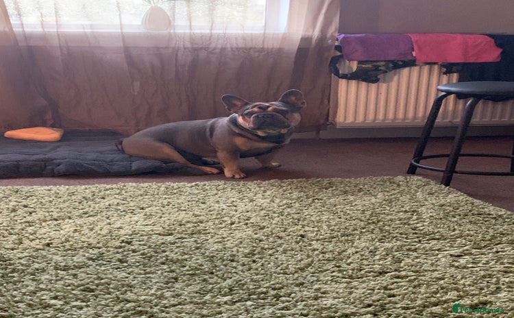 French Bulldog dogs - Advert 1