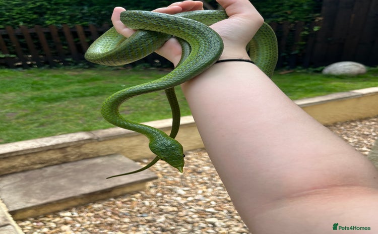 Rat Snake reptiles - Advert 1