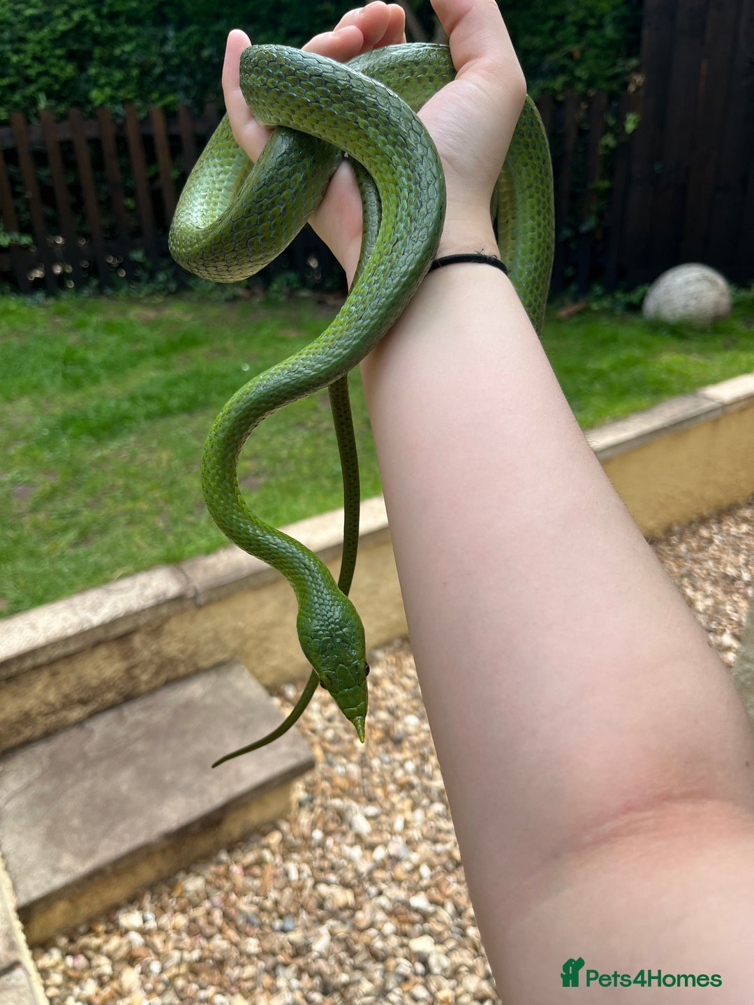 Rat Snake reptiles for sale: Stunning male rhino ratsnake  - Image 1