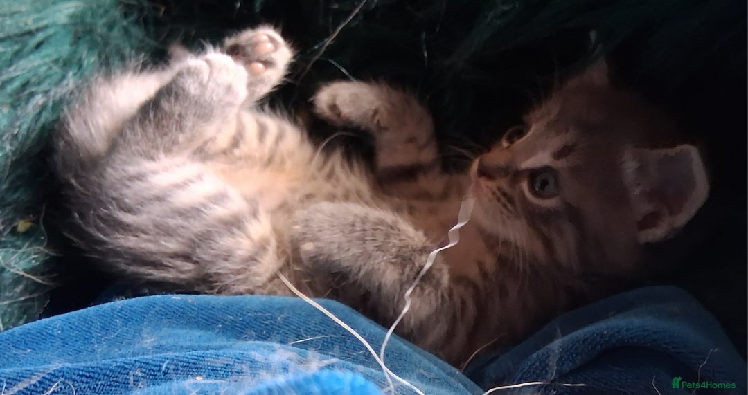 Mixed Breed cats for sale: Awesome Spotty Dotty Silver  Blue Bengal x Kittens - Image 8