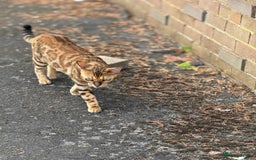 Bengal cats for sale: She very beautiful  - Image 20