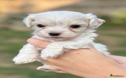 Maltipoo dogs for sale: Maltipoo Puppies Ready for Their Forever Homes! ✨ - Image 5
