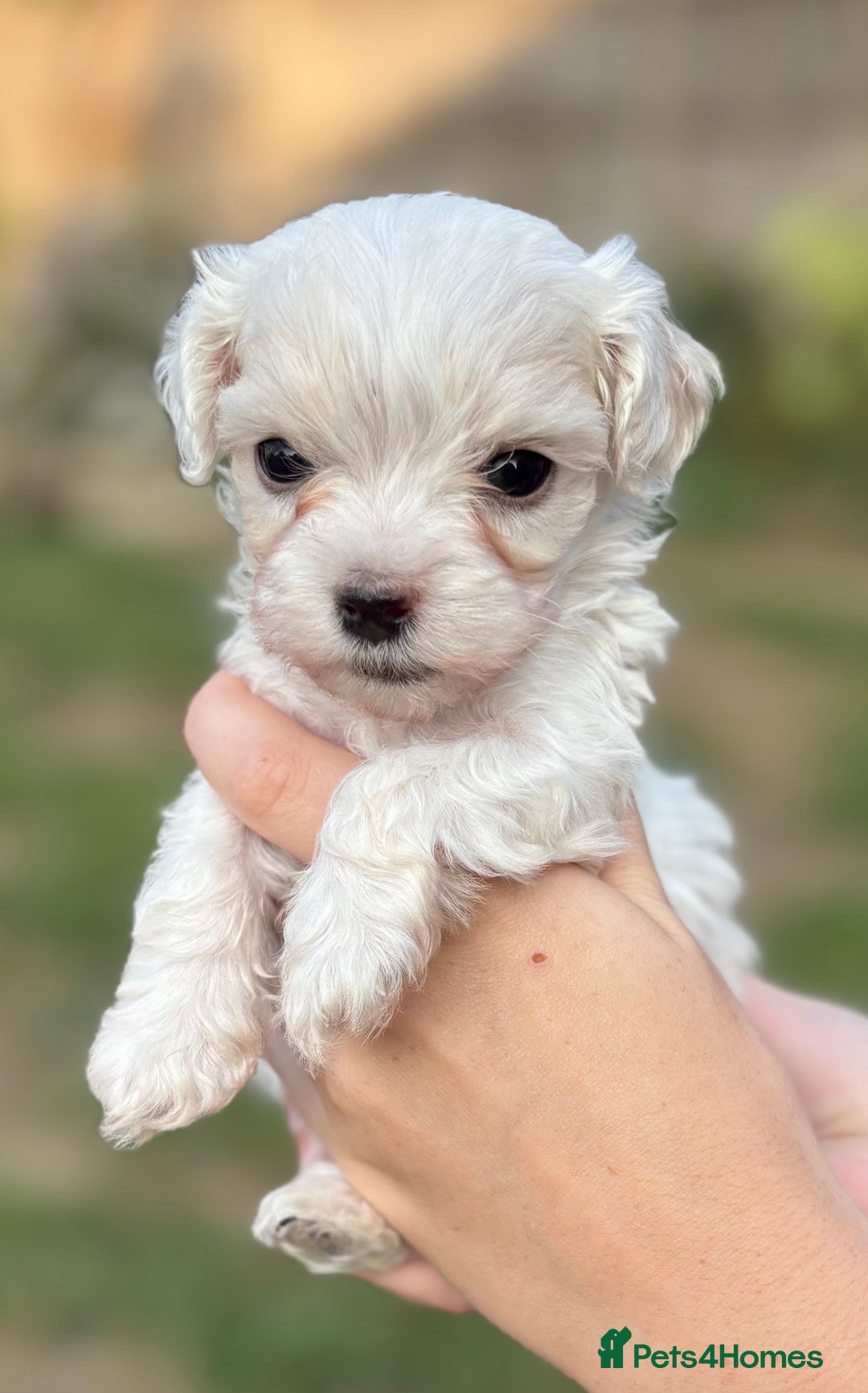 Maltipoo dogs for sale: Maltipoo Puppies Ready for Their Forever Homes! ✨ - Image 5
