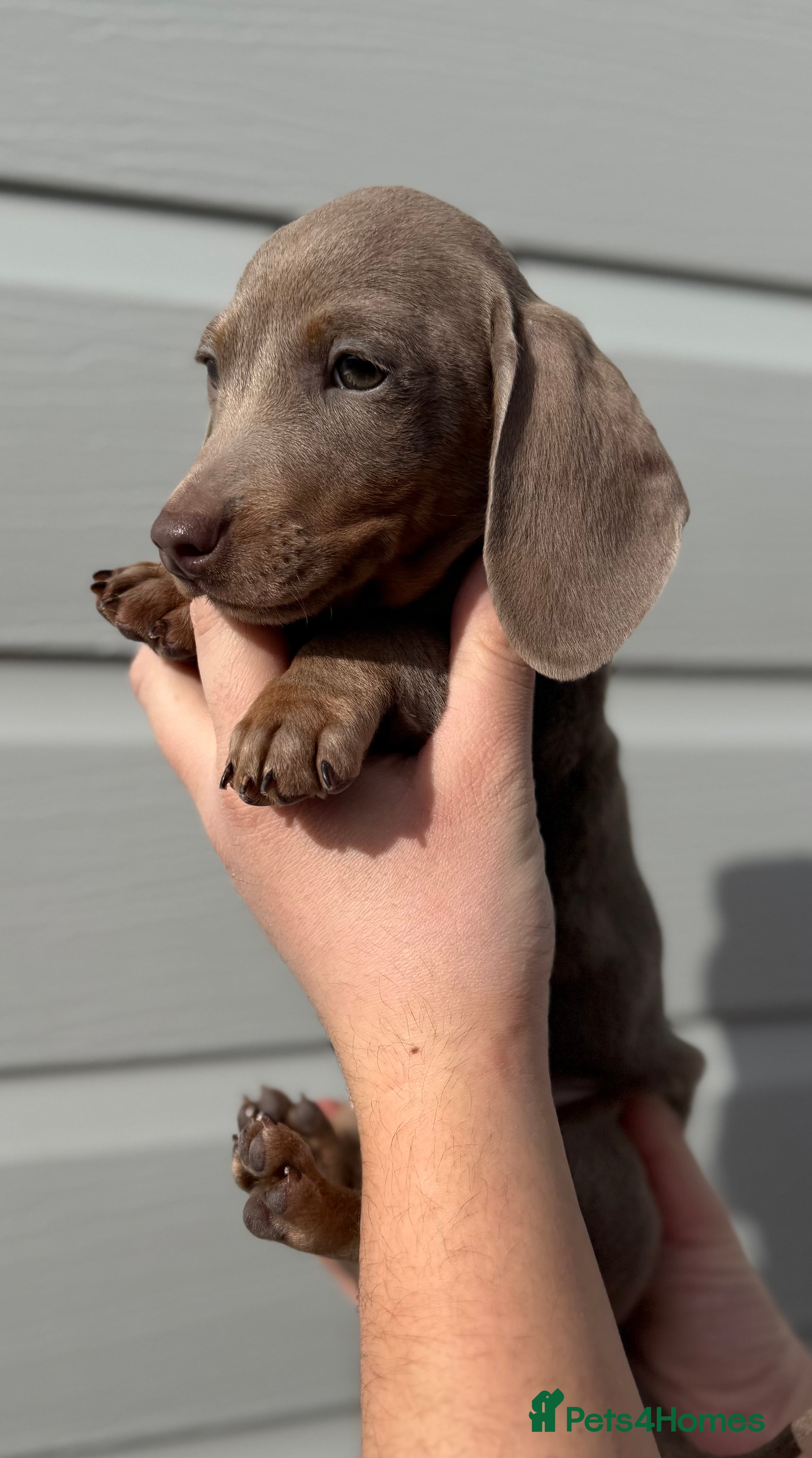 Miniature Dachshund dogs Miniature Dachshund Puppies (licensed Breeder) - Advert 2