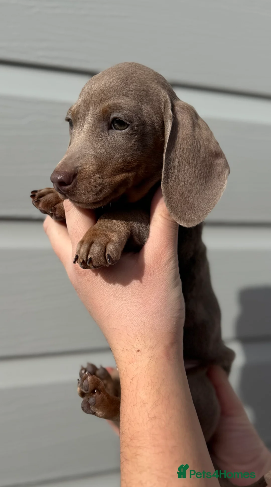 Miniature Dachshund dogs for sale: Miniature Dachshund Puppies (licensed Breeder) - Advert 1