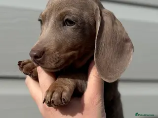 Miniature Dachshund dogs Miniature Dachshund Puppies (licensed Breeder) - Advert 2
