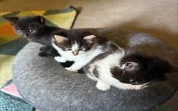 British Shorthair cats for sale: 3 Adorable Kittens Looking for Forever Home! 🐾  - Image 4