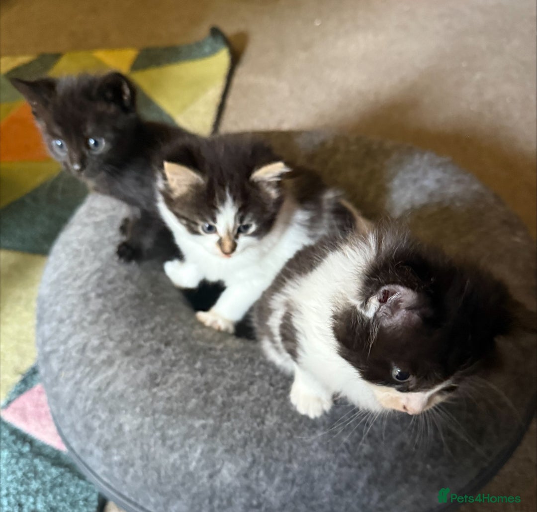 British Shorthair cats for sale: 3 Adorable Kittens Looking for Forever Home! 🐾  - Image 4