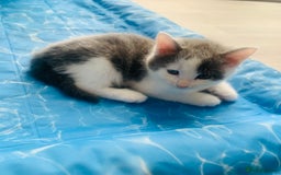 Domestic Shorthair cats for sale: Beautiful kittens ready to go 🐈‍⬛ - Image 22