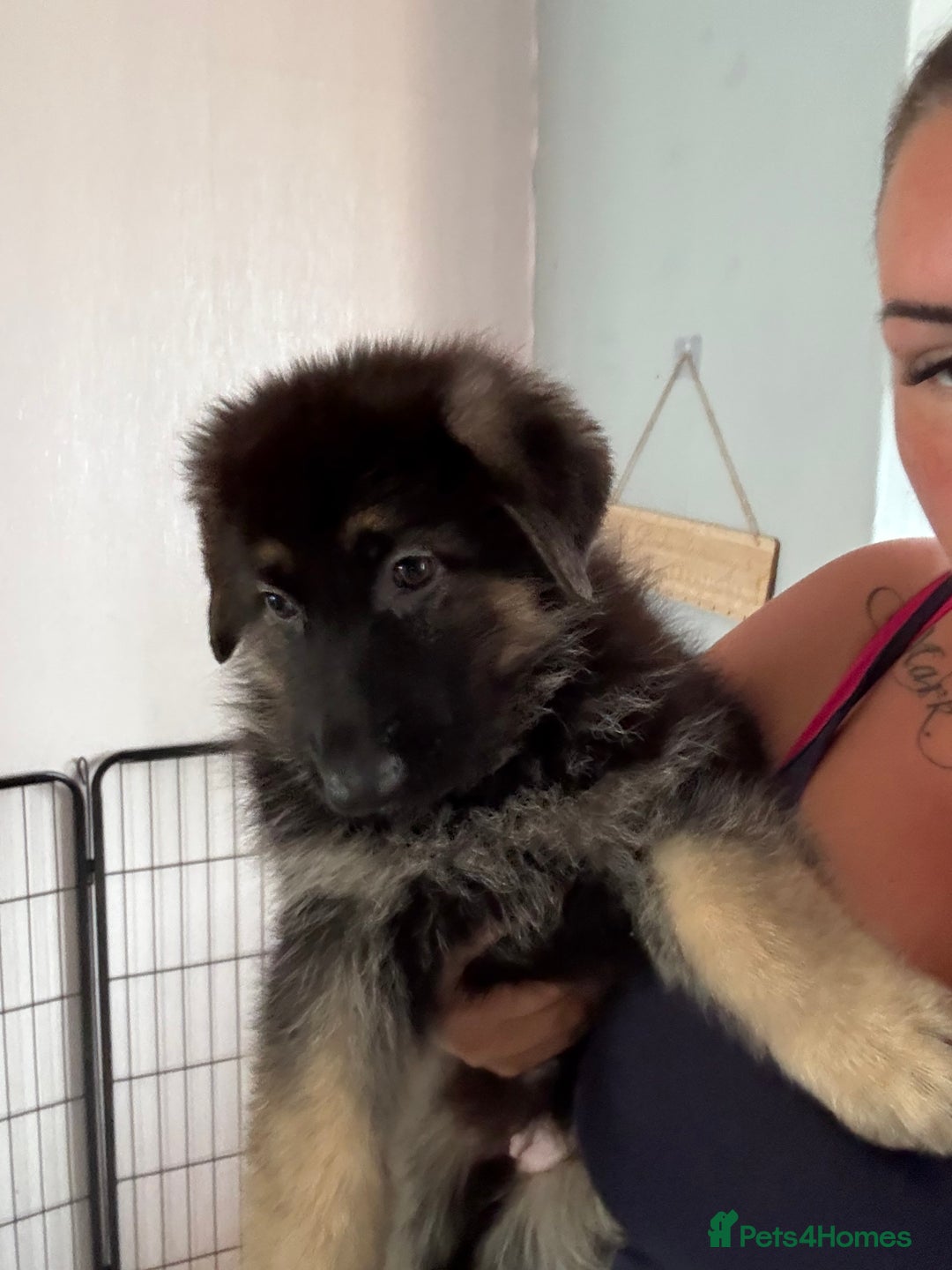 German Shepherd dogs for sale: Ready to leave kc reg big boned health tested gsd - Image 9