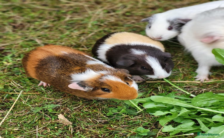 Guinea Pig rodents - Advert 3